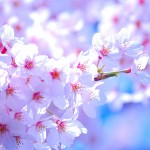 【さくら】春のデートや家族とのお出かけに最適！　神奈川県のオススメ＆穴場　桜スポット3ヶ所　